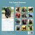 Flatcoated retriever väggkalender 2027