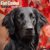 Flatcoated retriever väggkalender 2027