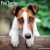 Släthårig foxterrier strävhårig foxterrier väggkalender 2027