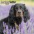 Gordonsetter väggkalender 2027