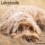 Labradoodle väggkalender 2027