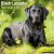 Labrador retriever (svart) väggkalender 2027