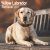 Labrador retriever (gul) väggkalender 2027
