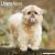 Lhasa apso väggkalender 2027