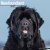 Newfoundlandshund väggkalender 2027