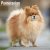 Pomeranian väggkalender 2027