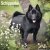 Schipperke väggkalender 2027