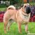 Shar pei väggkalender 2027