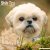 Shih tzu väggkalender 2027