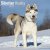 Siberian husky väggkalender 2027