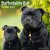 Staffordshire bullterrier väggkalender 2027
