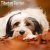 Tibetansk terrier väggkalender 2027