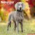 Weimaraner väggkalender 2027