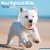 West highland white terrier väggkalender 2027
