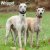 Whippet väggkalender 2027