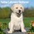 Labrador retriever (gul) valpar väggkalender 2027