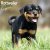 Rottweiler valpar väggkalender 2027