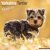 Yorkshireterrier valpar väggkalender 2027