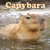 Capybara väggkalender 2027