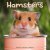 Hamster väggkalender 2027