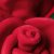 Blombukett mjukisdjur Amuseables Rose Bouquet Jellycat
