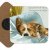 Glasunderlägg Border collie 2-pack Saddleback