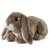 Kanin mjukisdjur Dark Brown Lop Eared Rabbit Living Nature