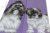 Shih tzu strumpor Masterpiece JHJ