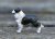 Border collie tjeckisk minimodell