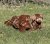 Chesapeake bay retriever gosedjur