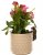 Basset pot buddy