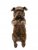 Engelsk bulldogg Pot Buddy 1-pack
