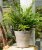Tax (korthårig) Pot Buddy 1-pack