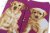 Labrador retriever (gul) ankelstrumpor Masterpiece JHJ