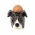 Greyhound äggkopp (ansikte)