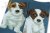 Jack russell terrier ankelstrumpor strl 40-45 Masterpiece JHJ 1