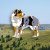 Australian shepherd pin av emalj