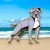 American staffordshire terrier pin av emalj