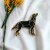Labrador retriever (svart) pin av emalj