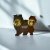 Shetland sheepdog pin av emalj