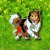 Shetland sheepdog pin av emalj