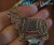 Miniature American shepherd smycke olika varianter 1 Lion