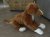 Nova scotia duck tolling retriever mjukisdjur 55 cm Juno Prime Shiba