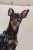 Dvärgpinscher kuddfodral