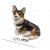 Welsh corgi cardigan miniatyr porslinsfigur Taffy