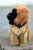 Leonberger mjukisdjur USA