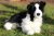 Border collie mjukisdjur