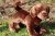 Labrador retriever (gul) mjukisdjur Mandy