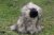 Leonberger mjukisdjur
