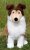 Collie- mjukisdjur 35 cm Plüti